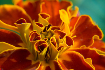 Obraz premium Beautiful flower close up