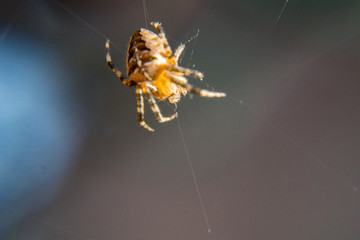Macro spider pfotography