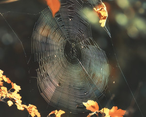 Spinnennetz im Abendlicht