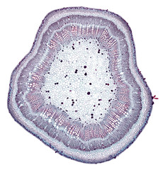 cotton stem - cross section cut under the microscope – microscopic view of plant cells for botanic education