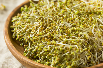 Raw Green Organic Clover Alfalfa Sprouts