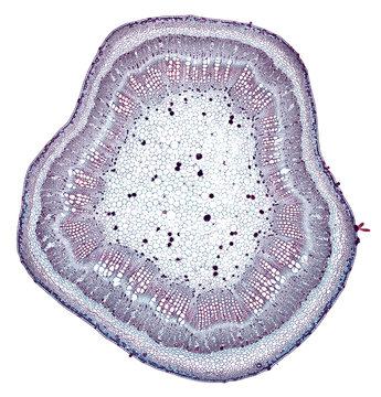 Cotton Stem - Cross Section Cut Under The Microscope – Microscopic View Of Plant Cells For Botanic Education