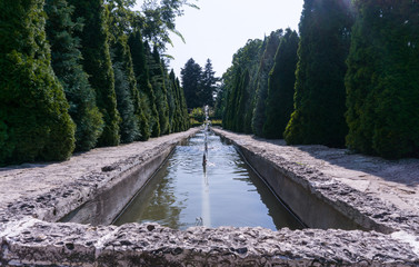 Pond with thuja trees all around