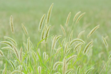 Background / Foxtail in the autumn wind