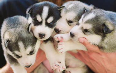 Puppies Siberian Husky. Litter dogs in the hands of the breeder. Little puppies. © davit85