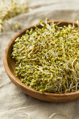 Raw Green Organic Clover Alfalfa Sprouts
