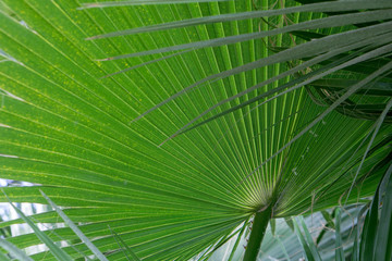Green palm leaves