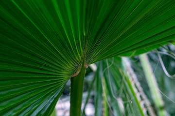 Obraz premium Green palm leaves