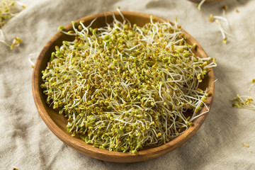 Raw Green Organic Clover Alfalfa Sprouts