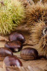 chestnuts and autumn feeling, group chestnuts on the ground. autumn feeling.