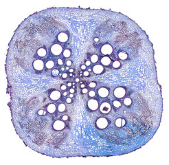 cucurbita pumpkin root - cross section cut under the microscope – microscopic view of plant cells for botanic education