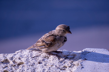 A house sparrow chilling on the balcony