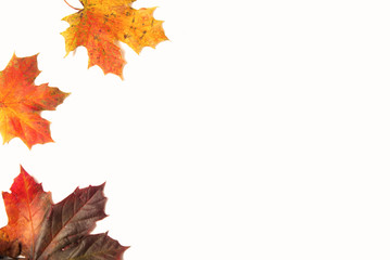 Naklejka na ściany i meble Colorful autumn orange and red natural maple leaf isolated on white background. Copy space.
