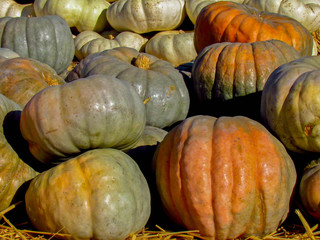 pumpkins and gourds