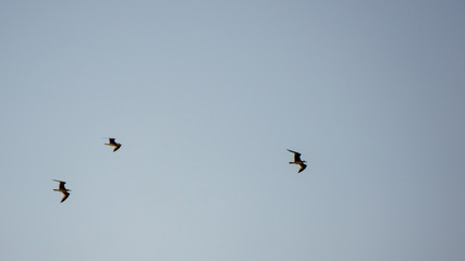Seagulls at the beach