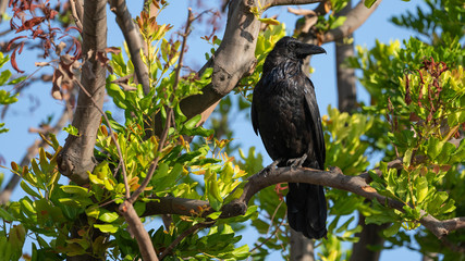 Raven Perched on Branch - 223763492