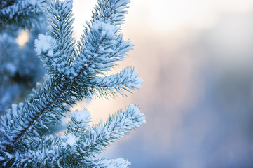 Pine branches covered with snow against blurred winter background.