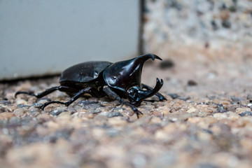 Horned Hercules Beetle