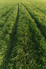 зеленый след от колес в поле