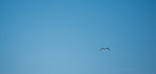 Soaring seagull in the sky