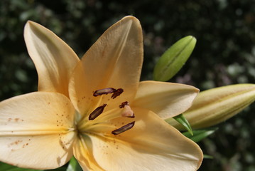SONY DSC