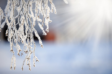 Snow and frost covered birch tree (Betula pendula) branches. Selective focus and shallow depth of...