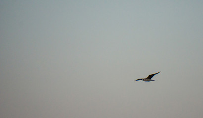 Soaring seagull in the sky