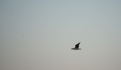 Fototapeta na wymiar Soaring seagull in the sky