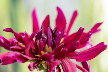 Fototapeta premium Look at the not quite perfect red blossom of a dahlia.