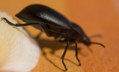 Black beetle close up