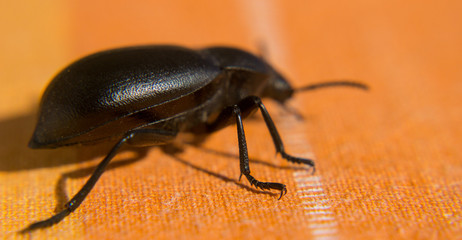 Black beetle close up