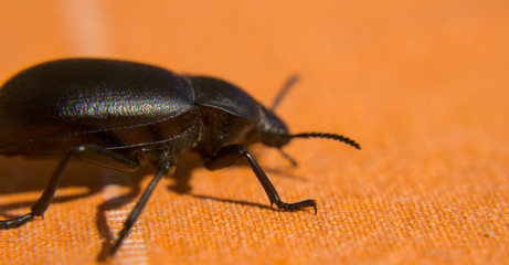 Black beetle close up