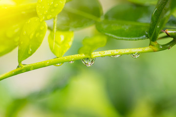 Leaves with drops of water. Can be used as background