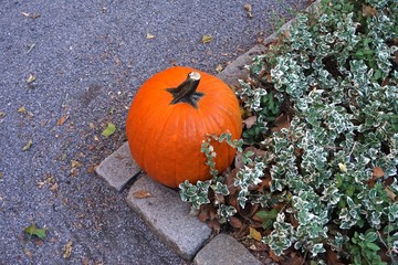 Bright orange pumpkin nestled in a cobblestone border, with a gravel path on one side and a bed of ivy on the other.