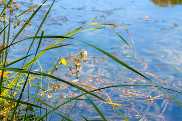 Flower and water