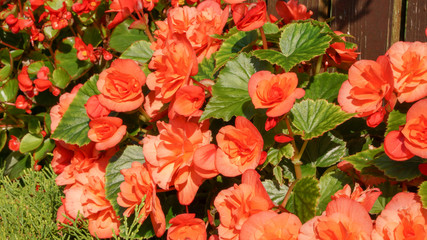 Beautiful flowers in the garden