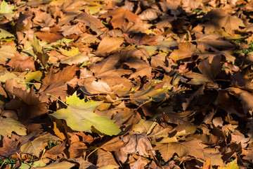 Hojas de árboles caídas en Otoño, Galicia. España.