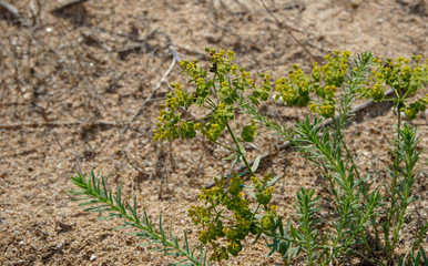 Beautiful flowers near the beach