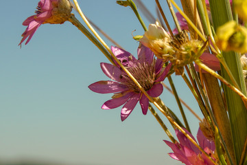 Purple beach flower