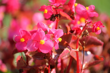 Fototapeta na wymiar Wax or Bedding Begonia (Begonia semperflorens) with bright pink flowers on flowerbed