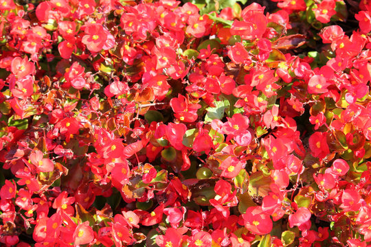 Wax or Bedding Begonia (Begonia semperflorens) with bright red flowers on flowerbed