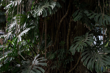 leafy trees with vegetation around