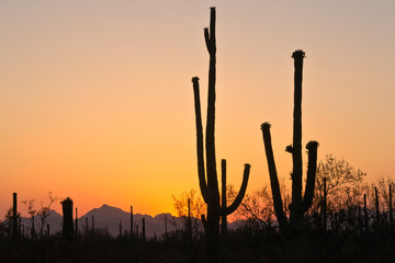 Sunset at Saguaro National Park West, Arizona