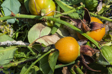 Garbage from gardening with various cut-off plants for the compost.