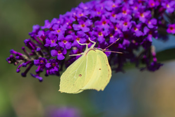 Cabbage white butterfly (Pieris brassicae) sitting on the blossoms of a butterfly bush.