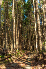 Cedar forest trail in Fuji city, Japan. Beautiful landscape with bright sunlight shining through the trees. Vertical shot.