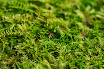 Green moss in Summer