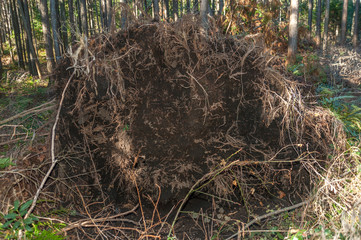 Eucalyptus tree uprooted by a hurricane. Fuji City, Japan. Close-up. Horizontal shot.