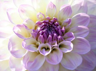 variety of chrysanthemum midnight moon dahlia, one flower close-up, lilac bright petals smoothly turning into a white and yellow plant shade, a sunny autumn day,  half of the flower by sunlight,