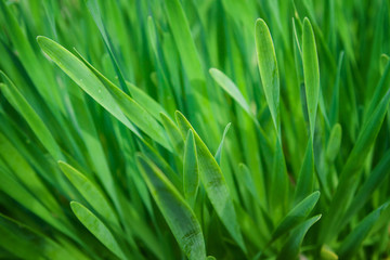 Green grass, background, selective focus